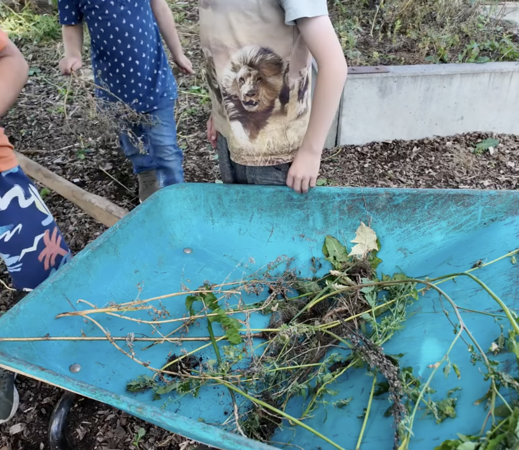 En skottkärra fylld med ogräs efter förskoleklassens arbete i skolträdgården.
